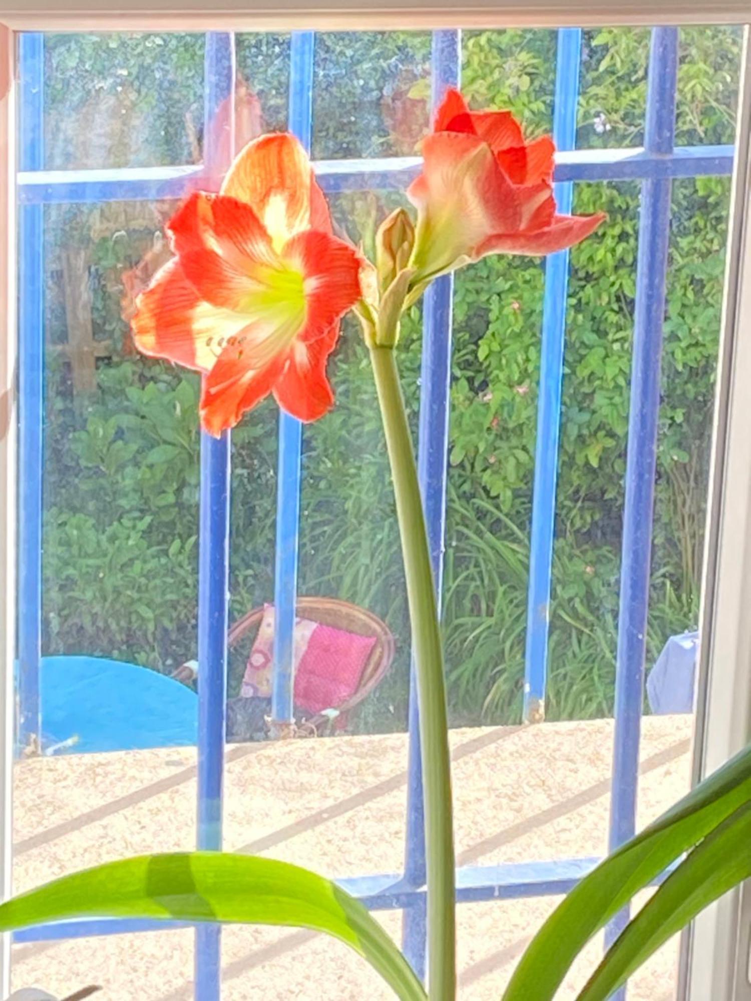 Haut De Jardin Dans Une Maison Dijon Bagian luar foto
